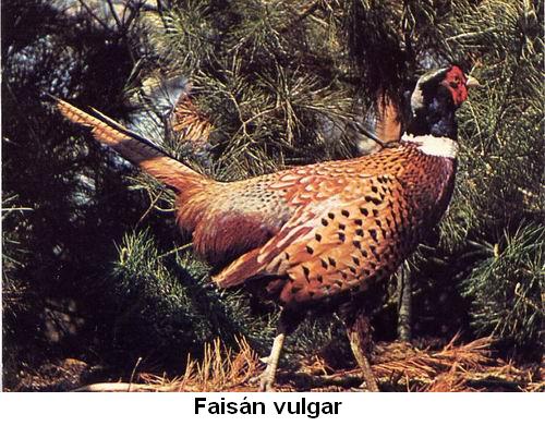 Faisán vulgar.jpg